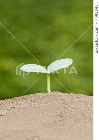 Futaba sprout · loofah 7098845