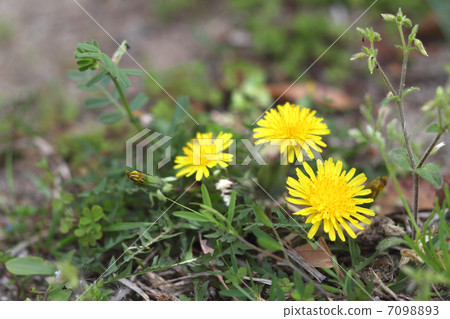 Dandelion Dandelion 7098893