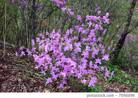 Mountain of spring 7098896