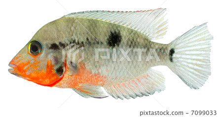 Firemouth Cichild fish 7099033