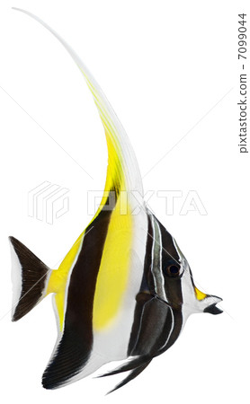 Moorish Idol. Zanclus cornutus 7099044
