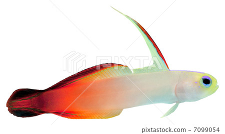 Fire Fish (Magnificent Hover Goby) 7099054