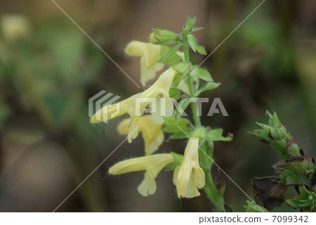 Salvia nipponica花蕾 7099342