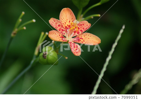 Hinoki cypress fan Belamcanda chinensis 7099351