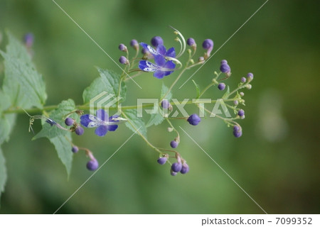 Caryopteris divaricata 7099352