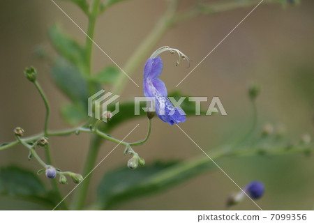 Caryopteris divaricata Caryopteris divaricata 7099356