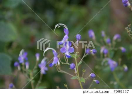 Caryopteris divaricata 7099357