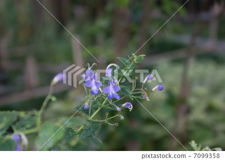 Caryopteris divaricata Caryopteris divaricata 7099358