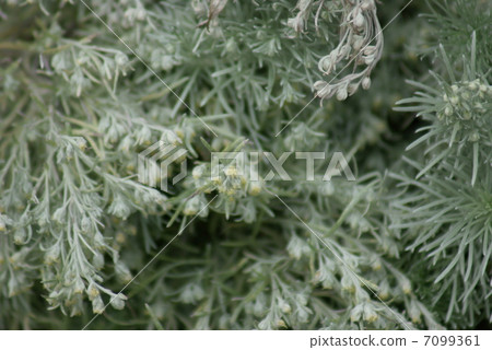 Asemisia sericea var.Schmidtiana 7099361