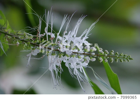 貓的鬍子貓桃kumiscintin Orthosiphon aristatus貓的拂塵 貓的鬍子貓桃kumiscintin Orthosiphon aristatus貓的拂塵 7099365
