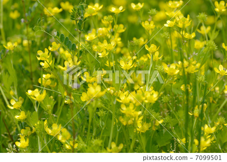 Horse foot form Horse foot form 7099501