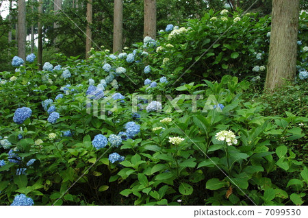 Hydrangea Hydrangea 7099530
