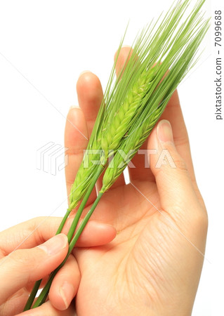Women's hand with wheat's ears Women's hand with wheat's ears 7099688