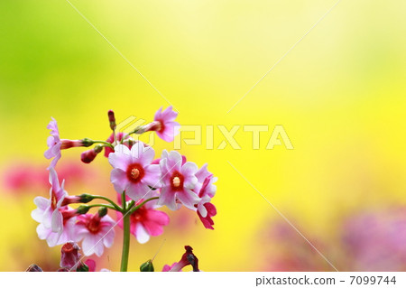 粳稻報春 7099744