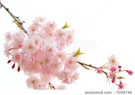 Dead brown cherry tree 7099746