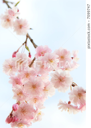 Dead brown cherry tree Dead brown cherry tree 7099747