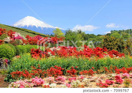 Mount Fuji, blue sky and azalea Mount Fuji, blue sky and azalea 7099767