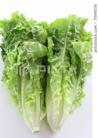 生菜 生菜 7099856