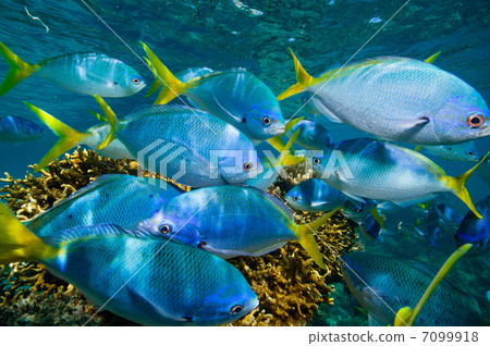 Flock of Yumeumeiro Flock of Yumeumeiro 7099918