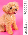 Toy poodle like a stuffed animal 7099974