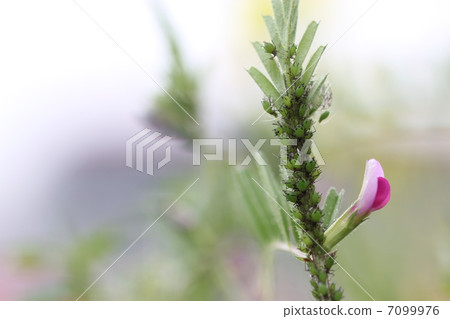 Fava bean goby aphids 02 Fava bean goby aphids 02 7099976