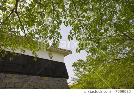 Kumamoto Castle chief The fresh green of the wall Kumamoto Castle chief The fresh green of the wall 7099983