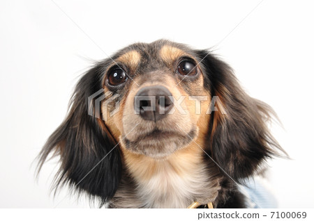 Miniature Dax 7100069