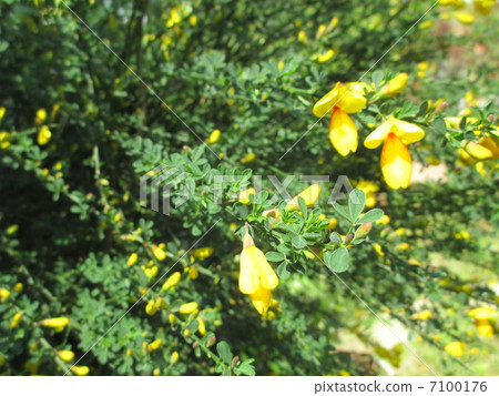 可愛的花形如蝴蝶 7100176