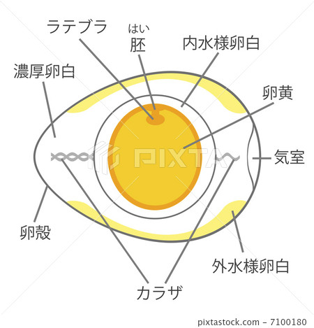 Egg structure 7100180