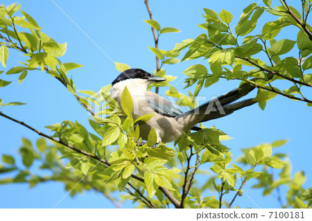 Onaga on the tree 7100181