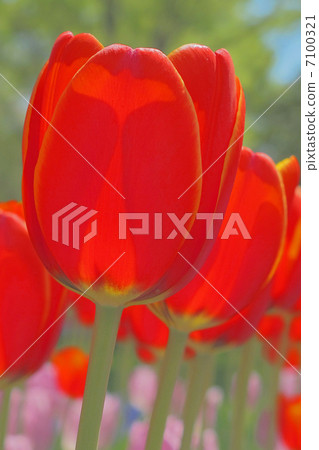 Spring red colorfully 7100321