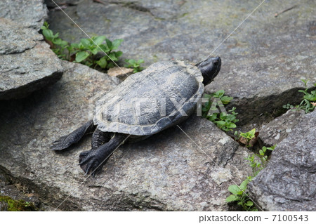 Turtle sunbirds Turtle sunbirds 7100543