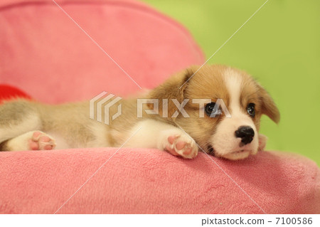 柯基犬可愛的小狗 柯基犬可愛的小狗 7100586