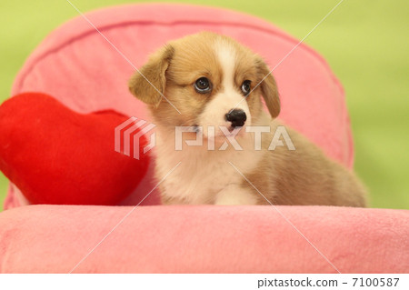 Corgi's cute little puppy Corgi's cute little puppy 7100587