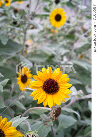 sunflower	 7100597