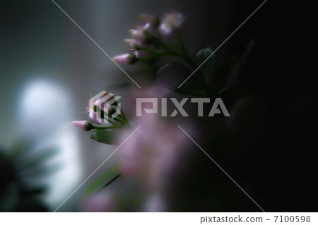 金樹 金樹 7100598