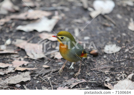 紅嘴相思鳥 紅嘴相思鳥 7100684