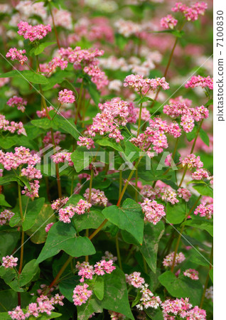 Red buckwheat flowers Red buckwheat flowers 7100830