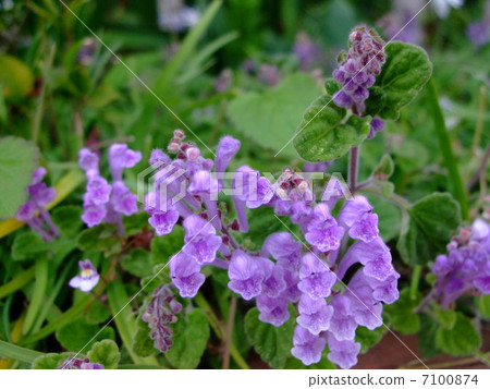 Wandering grass flower plant Wandering grass flower plant 7100874