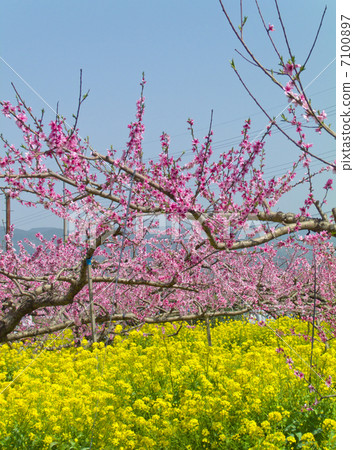 桃花和油菜花 7100897