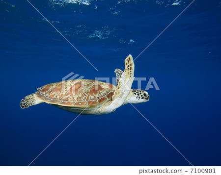 綠海龜 7100901