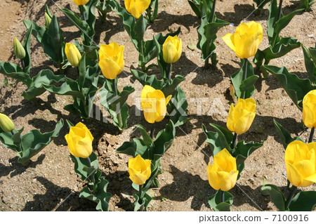 Tulip field Tulip field 7100916