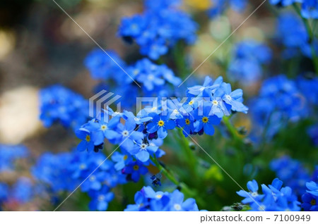 Wasenegusa Flower language: true love Myosotis scorpioides Wasenegusa Flower language: true love Myosotis scorpioides 7100949