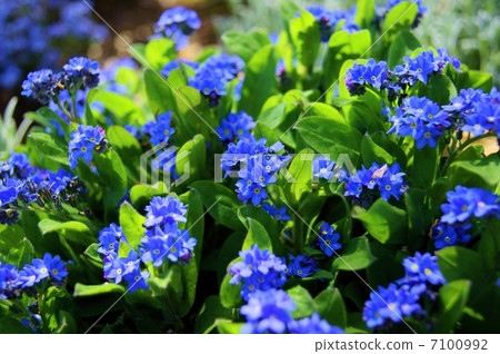 Wasenegusa Flower語言：真愛Myosotis scorpioides 7100992