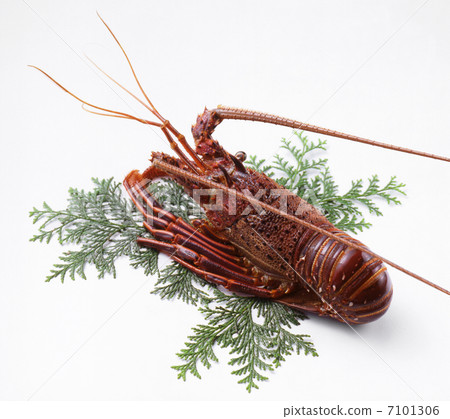 Ise shrimp Ise shrimp 7101306