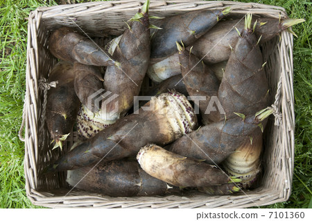 Bamboo shoots 7101360