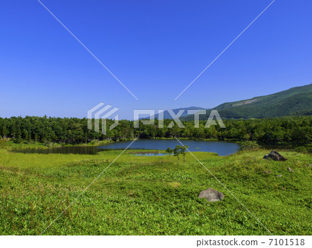 知床戈科 7101518