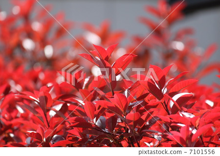 Kaname Memochi 7101556