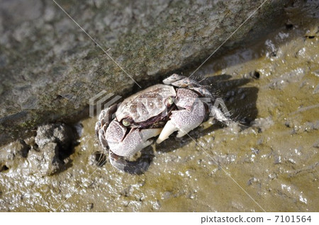 黑色中型仿相手蟹 7101564