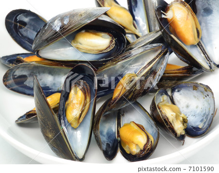 mussels mussels 7101590